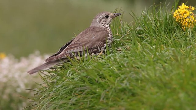 Mistle thrush, Turdus viscivorus, birds