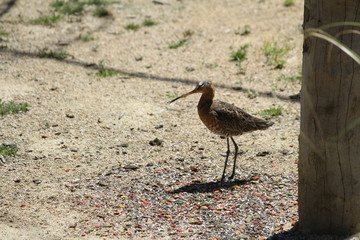 squacco heron (scientific name: Ardeola ralloides)