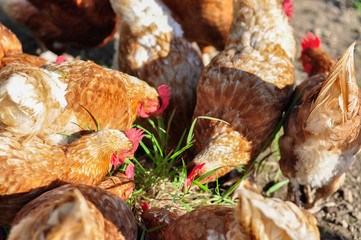 Flock of Chickens Feeding
