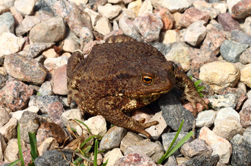 common gray toad (Bufo bufo)  on stony background