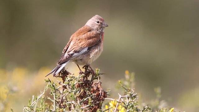 Common linnet, Carduelis cannabina, birds