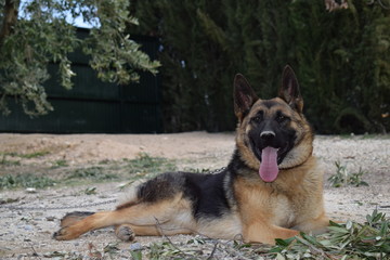 Pastor Alemán