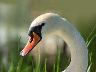      Labędź © Henryk Olszewski