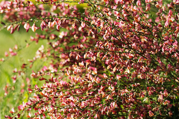 Cytisus scoparius spring blooming bush with red/ jellow blossom
