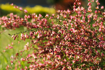Cytisus scoparius spring blooming bush with red/ jellow blossom