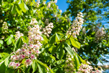 Blossom chestnut tree in a city park in Finland. Chestnut flowers against the blue sky.
