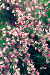 Cytisus scoparius spring blooming bush with red/ jellow blossom
