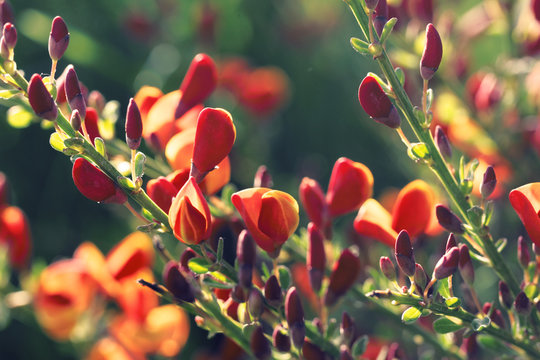 Cytisus scoparius spring blooming bush with red/ jellow blossom