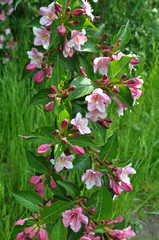 Weigela blooms in the garden