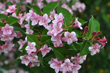 Weigela blooms in the garden
