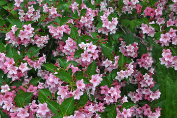 Weigela blooms in the garden