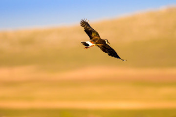 Birds life. Bird photo. Nature habitat background. Northern Lapwing.