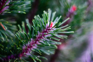 branch of a tree