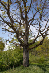 Large tree at the edge of the forest. A beehive hangs high in the tree.