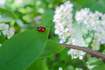 Ladybug and white blooming bird cherry flowers. Red ladybug sitting on white flower and green leaf in the springtime.