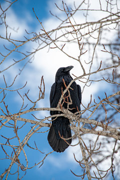 Raven in a tree