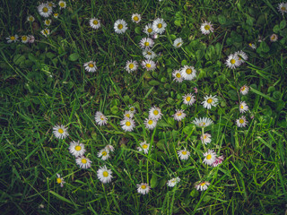 Daisy in a field of grass