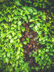 Green leaves with a purple spot