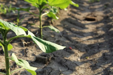 Agriculture plant in the field.