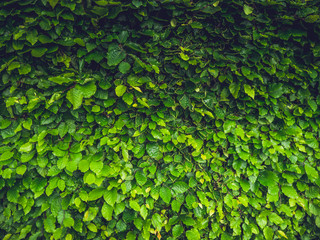 Green leaves 