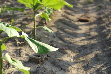Agriculture plant in the field.