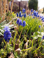 Blühende Traubenhyazinthen, Muscaria im Vorgarten. Es ist Frühling. Ein schönes leuchtendes blau.