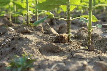 Dry soil and plants.