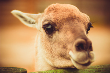 Little silly skittish mottled deer in a stall at the zoo