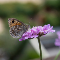 A butterfly on a flower in spring