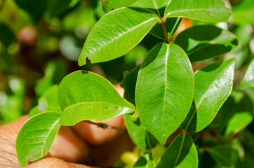Suriname Cherry Tree Leaves