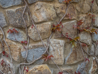 Close up View of an Ivy Branches with Red Leaves on a Stone Wall