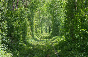 Railroad in forest formed a green tunnel. Tunnel of love in sun light in Ukraine, Klevan