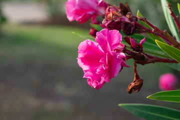 pink flower in the garden
