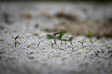 miniweeds