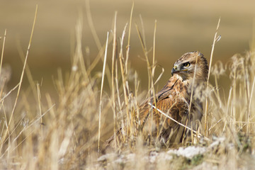Bird of prey buzzard. On yellow dry grass background Bird: Long legged Buzzard. Buteo rufinus. 