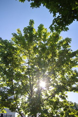sun, blue sky tops of spring trees