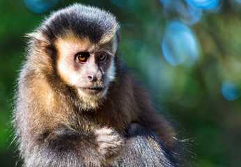 Close up de macaco