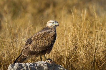 Bird of prey buzzard and hunt Least Weasel. On yellow dry grass background Bird: Long legged...