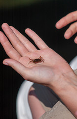 Small beach crab crawling in a hand.