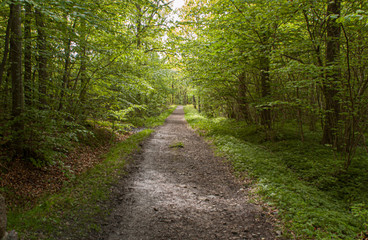 Quiet gravel road through green woods.