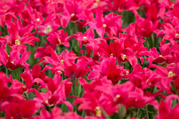 Image of purple tulip flowers in a garden