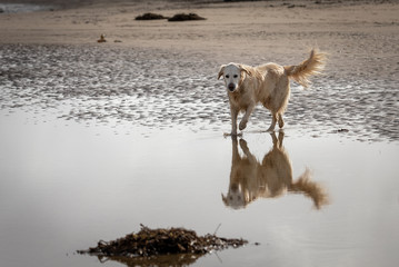 Happy golden retriever dog playing in puddle at beach