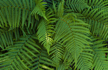 Beautiful green fern leaves in a forest.