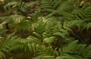 Beautiful green fern leaves in a forest.