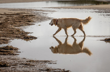 Fototapeta na wymiar Happy golden retriever dog playing in puddle at beach