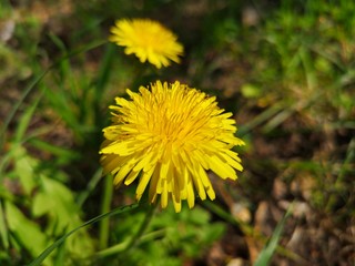 a pair of bright yellow dandelions