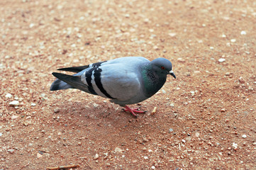 Gray wild dove that walks along the road and seeks its food