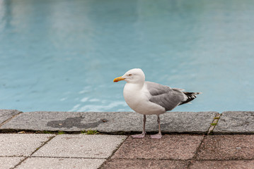 Sea gull standing by a pool.