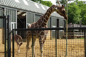 Giraffe eating at the zoo