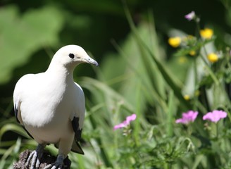  pied imperial pigeon (scientific name: Ducula bicolor)